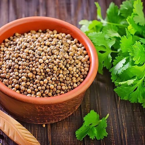 Largest Coriander Seeds Wholesaler in Kolar